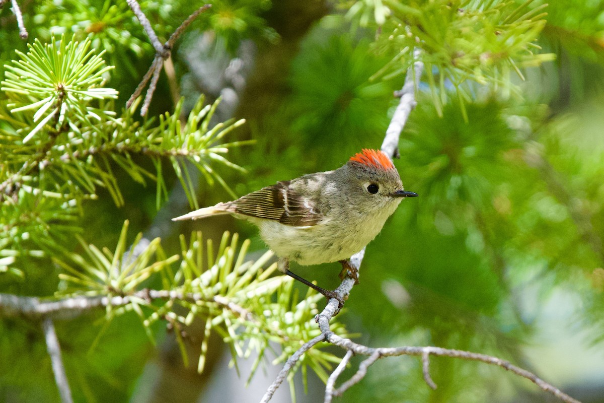 Ruby-crowned Kinglet - Félix Cloutier