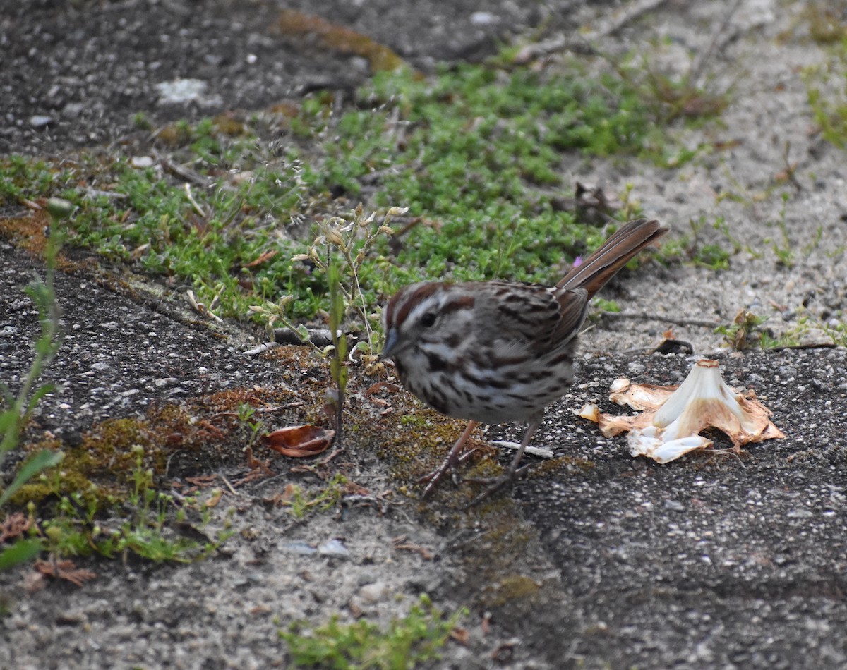 Song Sparrow (melodia/atlantica) - ML619984895