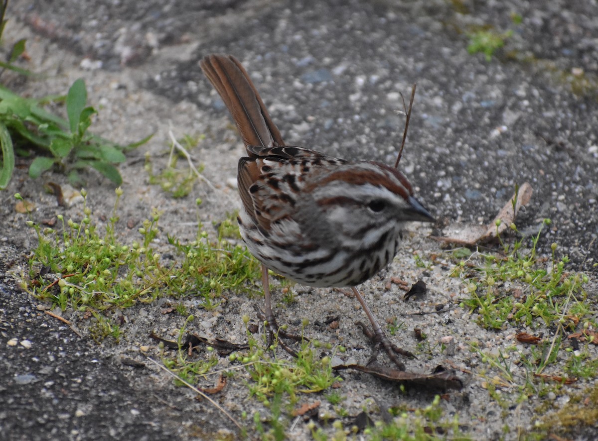 Song Sparrow (melodia/atlantica) - ML619984901