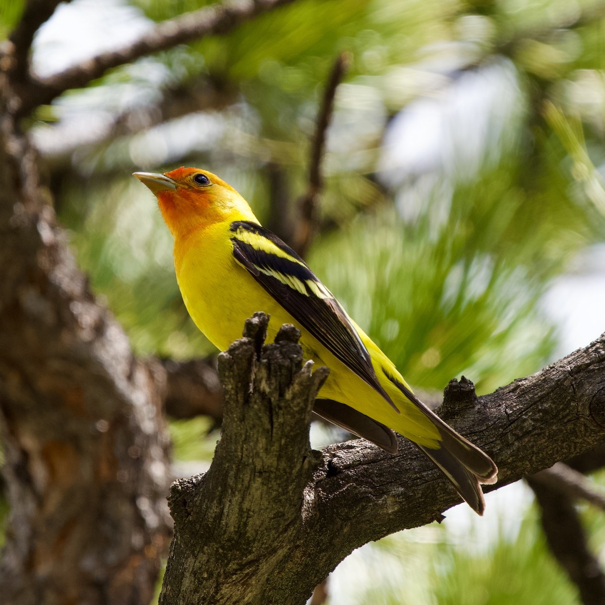 Western Tanager - ML619984904