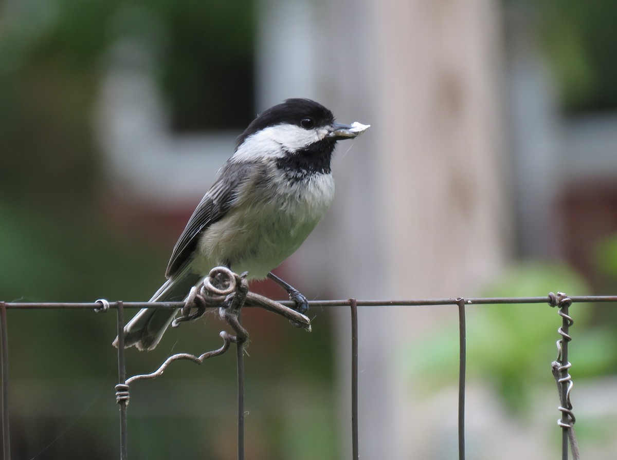 Black-capped Chickadee - ML619984910