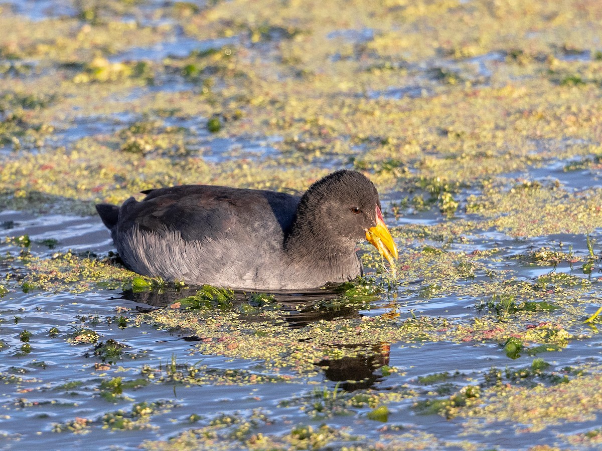 Red-fronted Coot - ML619984912