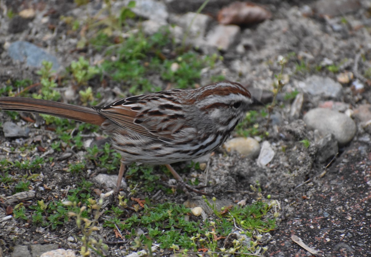 Song Sparrow (melodia/atlantica) - ML619984913