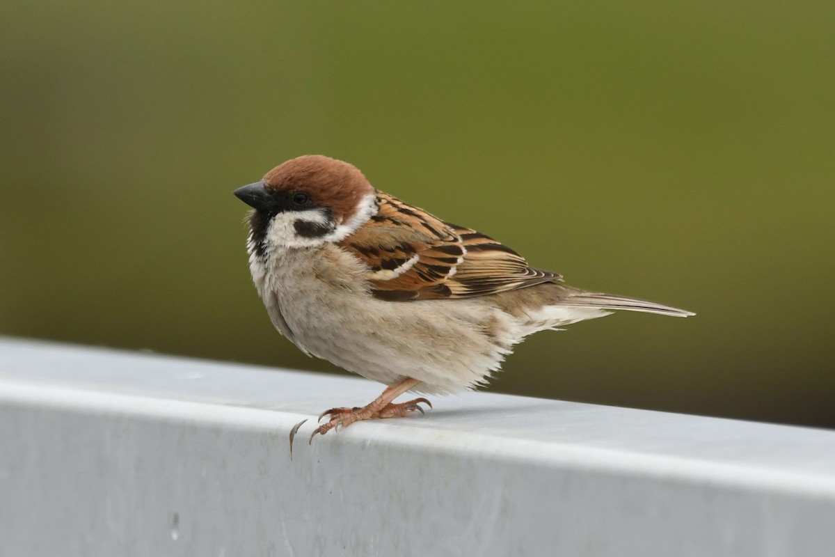 Eurasian Tree Sparrow - ML619984914