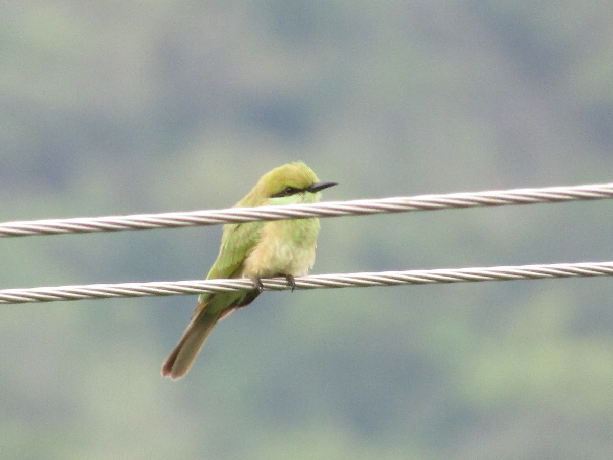 Asian Green Bee-eater - ML619984916