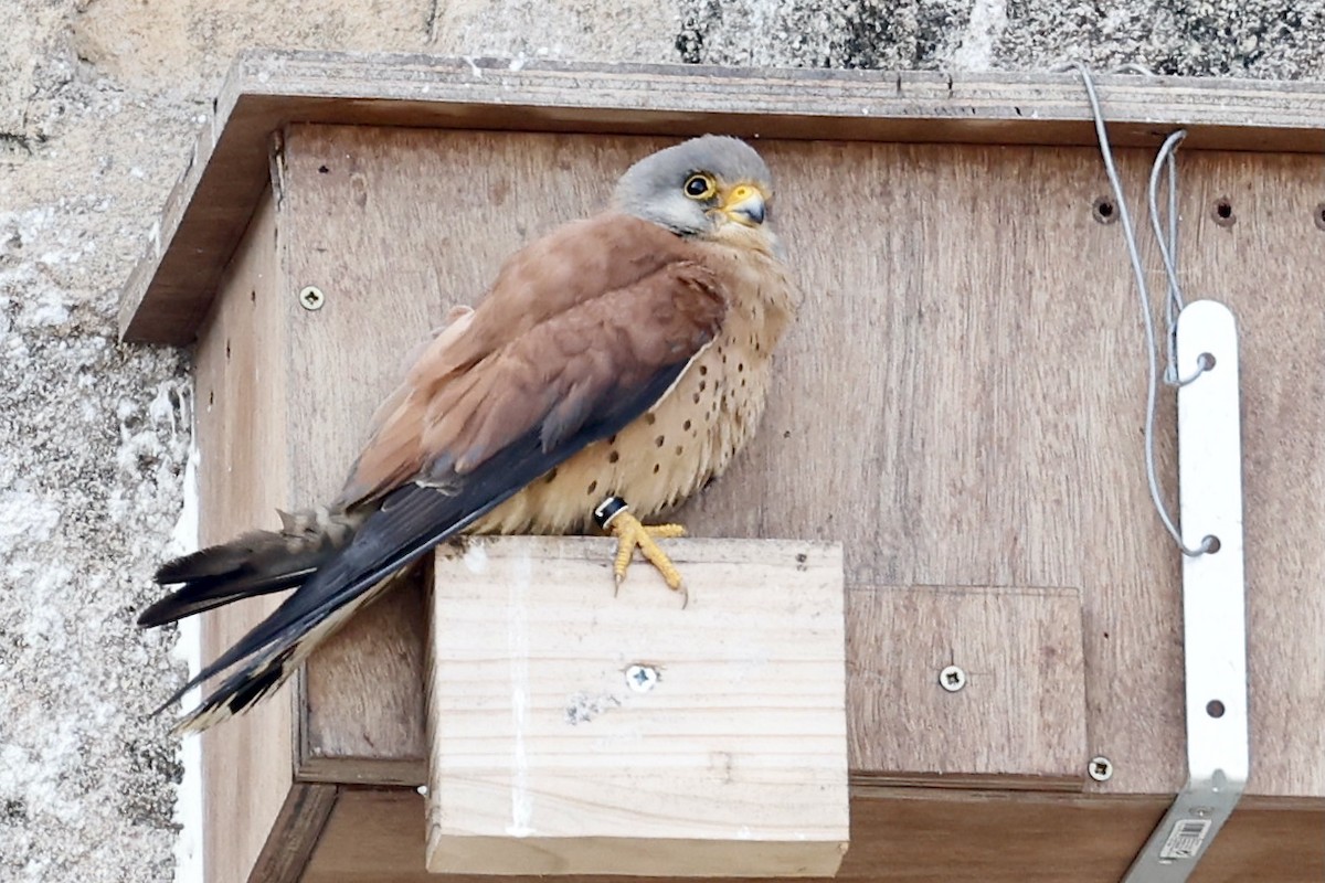 Lesser Kestrel - ML619984917
