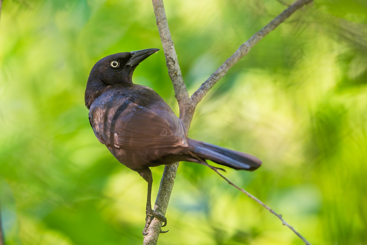 Common Grackle - ML619984926