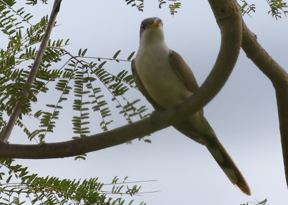 Yellow-billed Cuckoo - ML619984927