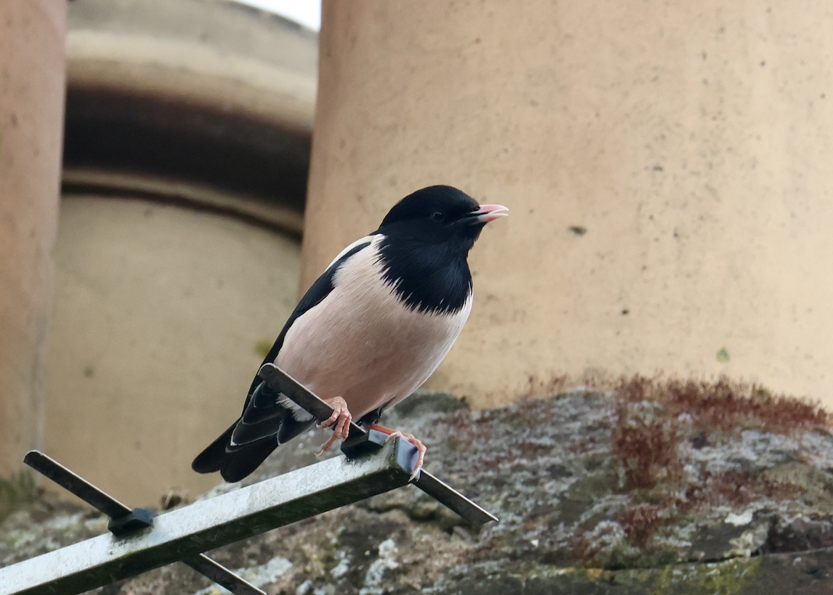 Rosy Starling - Neville Wright