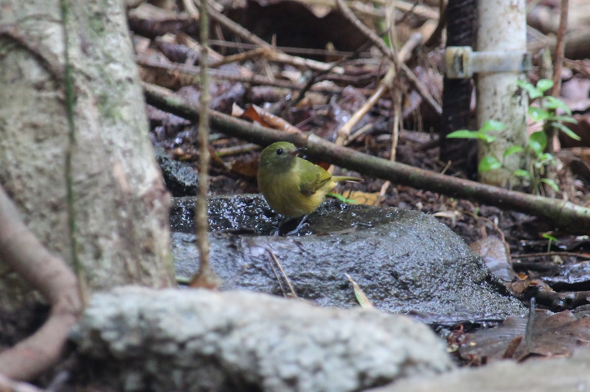 Ochre-bellied Flycatcher - ML619984931