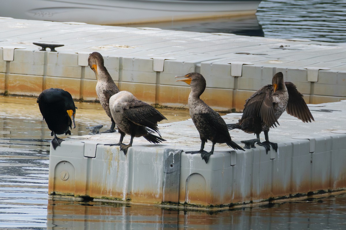 Double-crested Cormorant - ML619984935