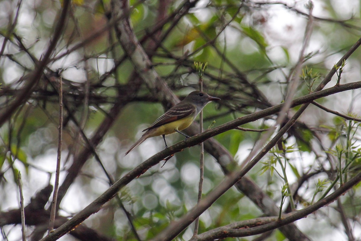 Great Crested Flycatcher - ML619984937