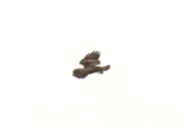 Common Buzzard - ML619984938