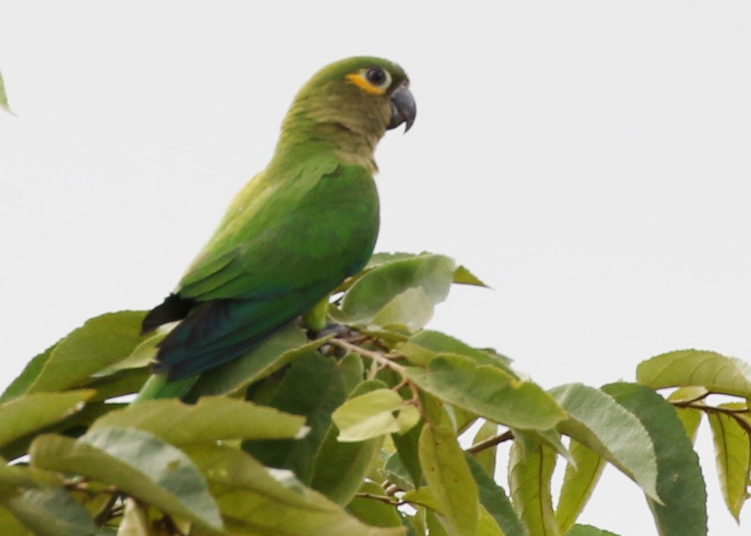 Brown-throated Parakeet - ML619984941