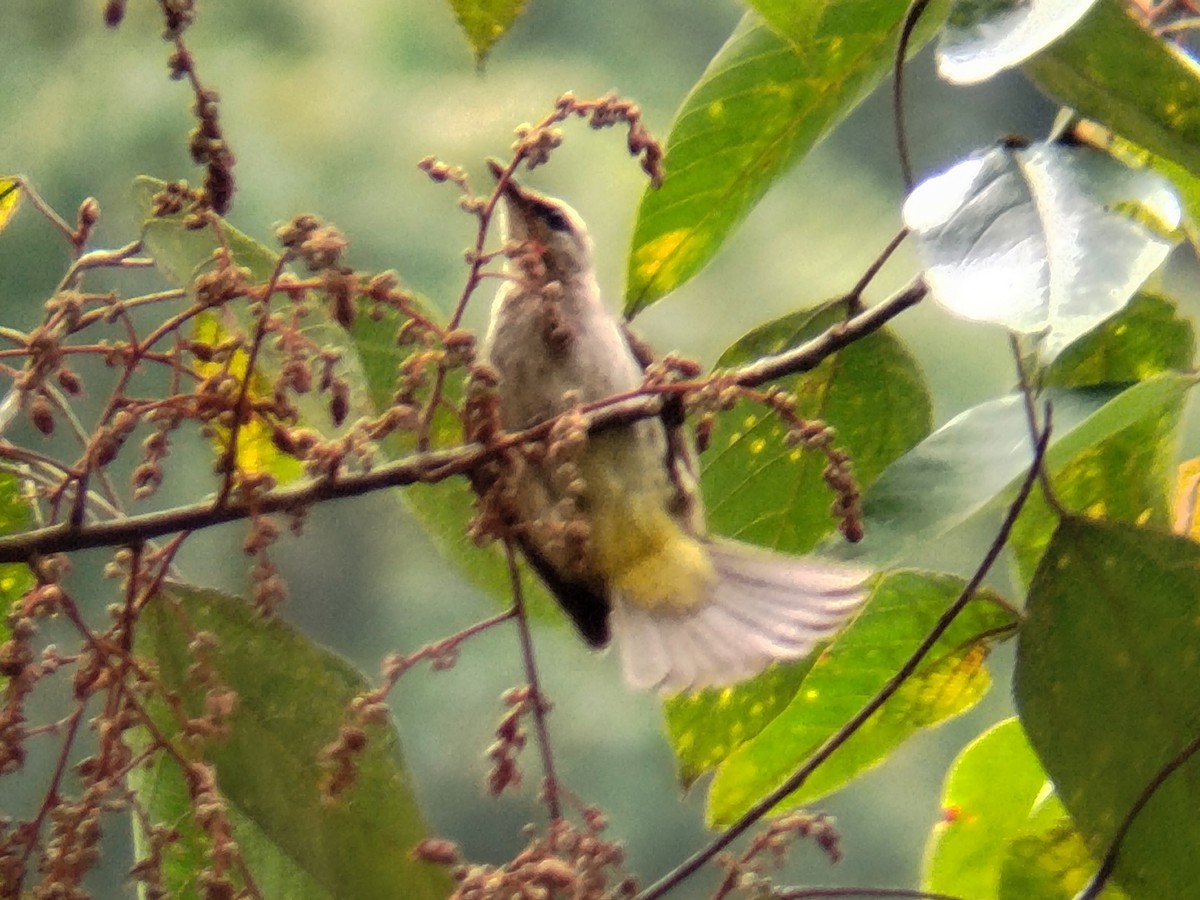 Yellow-vented Bulbul - ML619984942