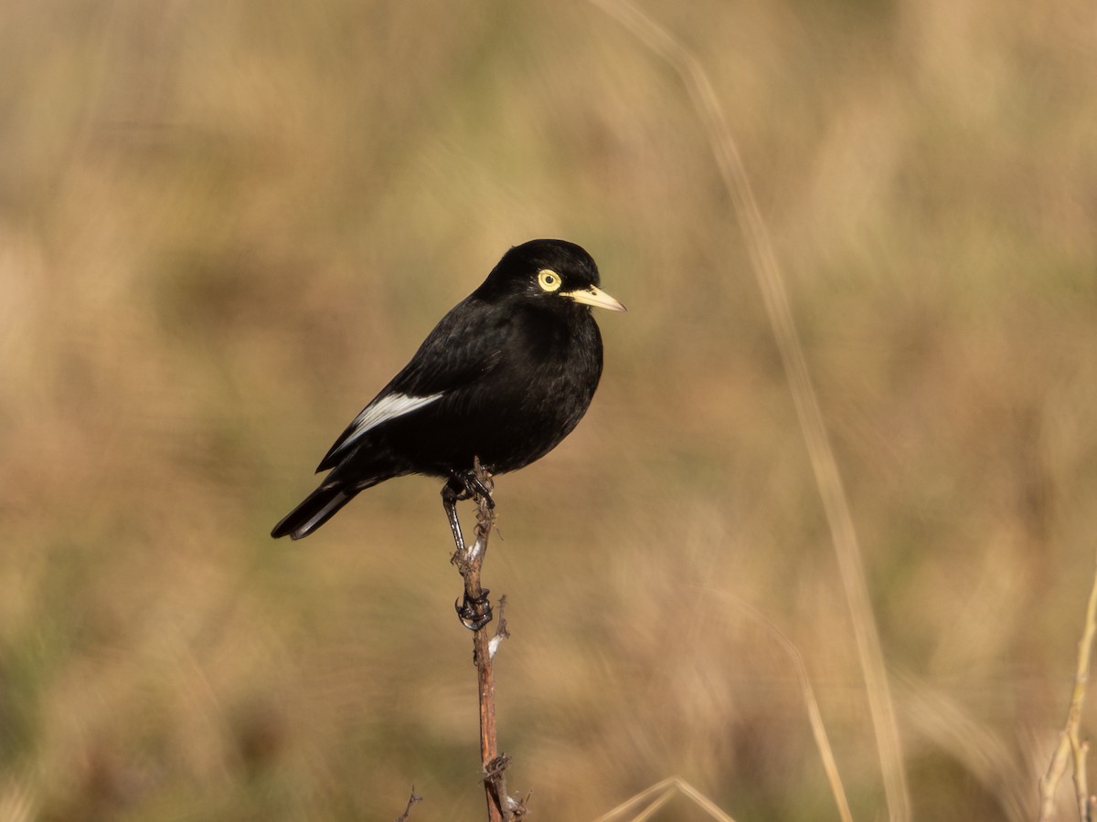 Spectacled Tyrant - ML619984943