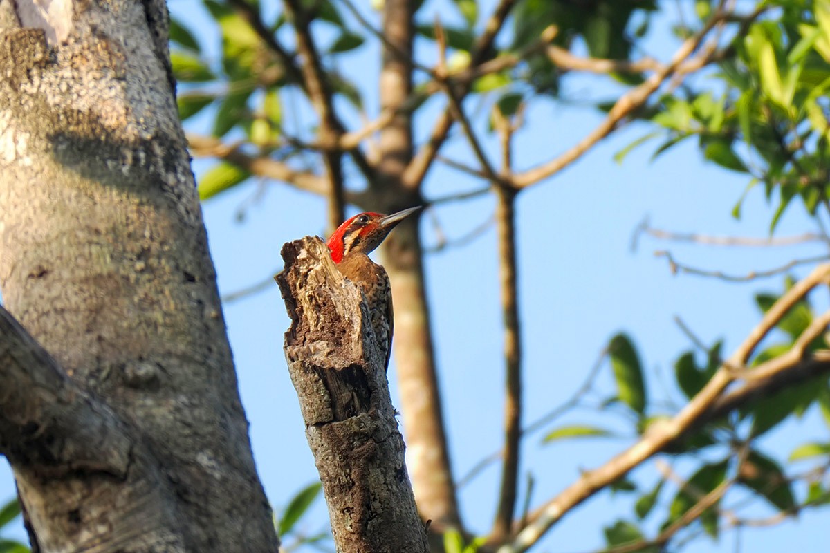 Spot-throated Flameback - ML619984944