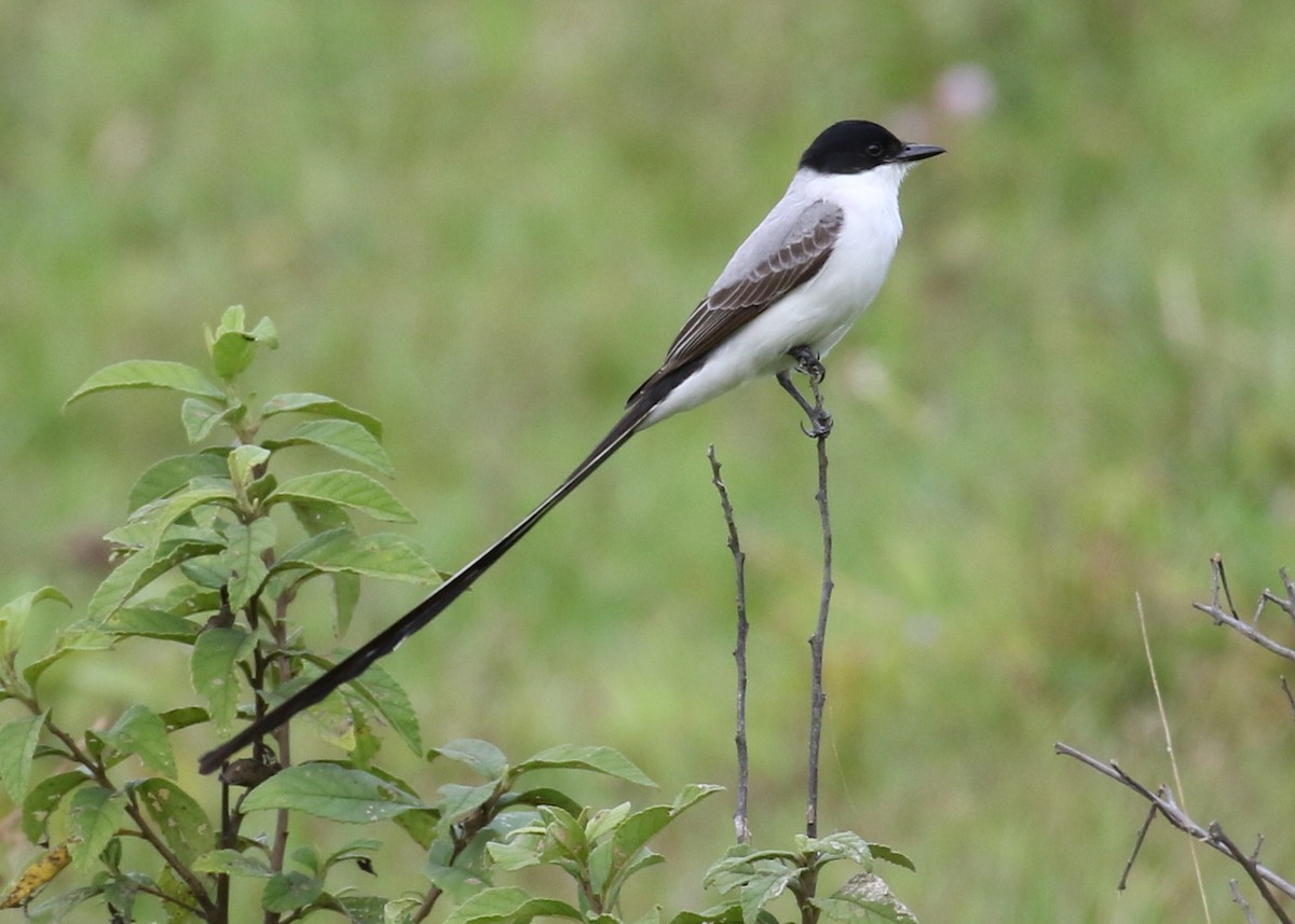 Fork-tailed Flycatcher - ML619984947