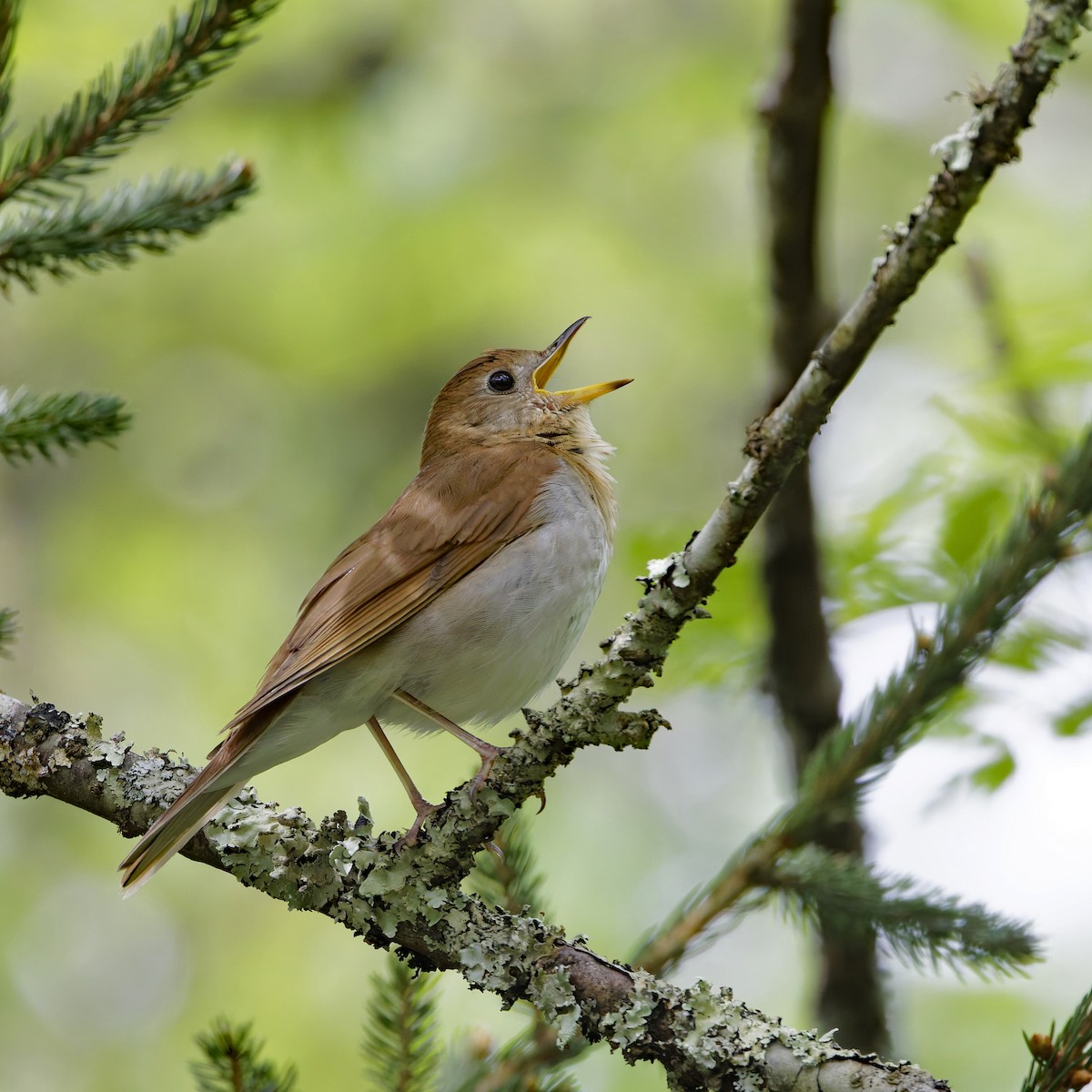 Veery - ML619984949