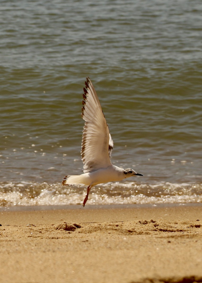 Mouette de Bonaparte - ML619984954