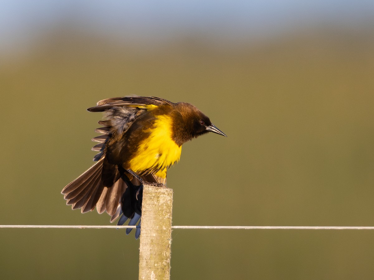 Brown-and-yellow Marshbird - ML619984961