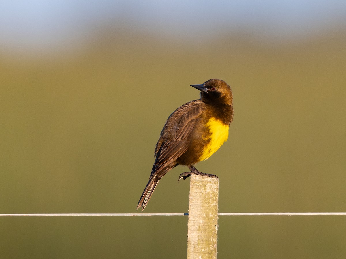 Brown-and-yellow Marshbird - ML619984962