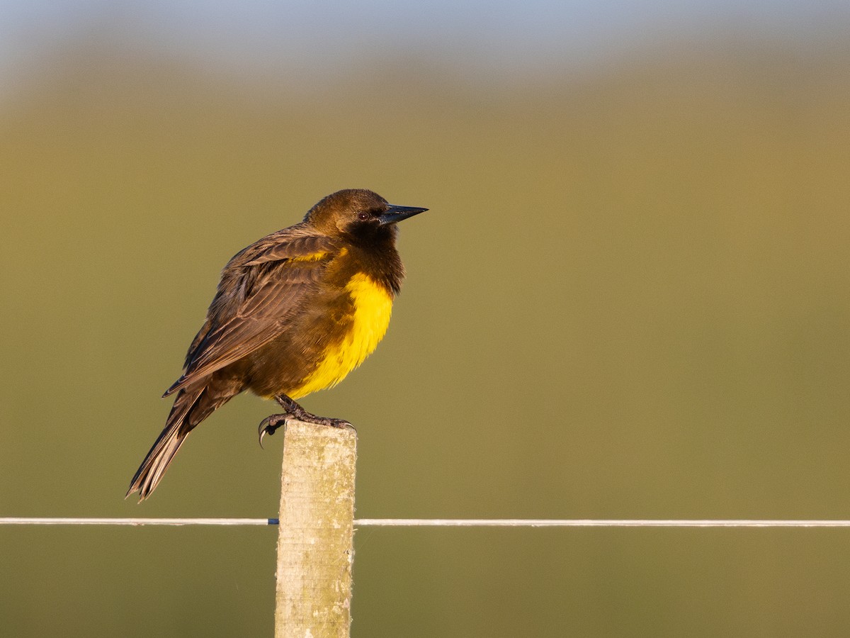 Brown-and-yellow Marshbird - ML619984963