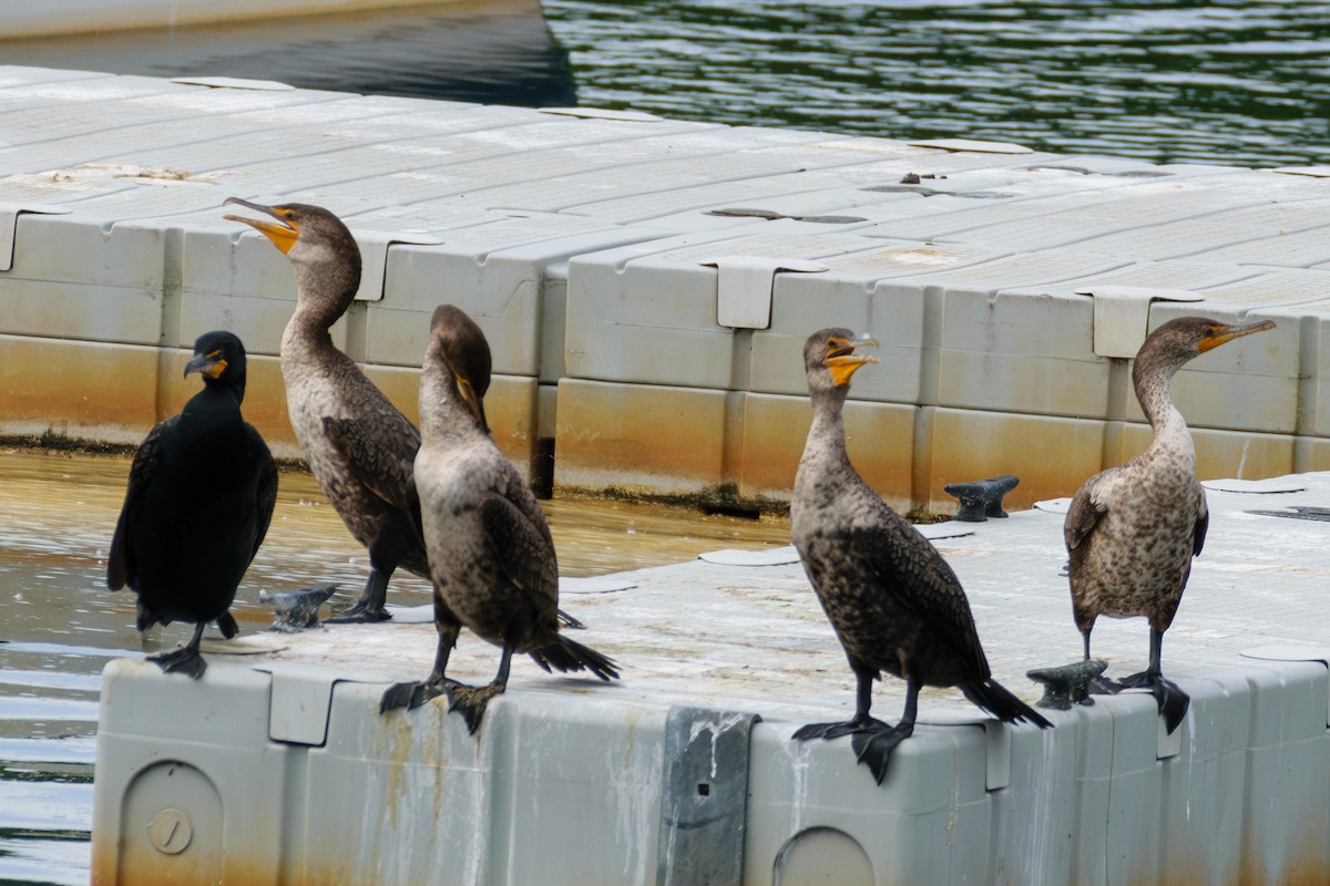 Double-crested Cormorant - ML619984968