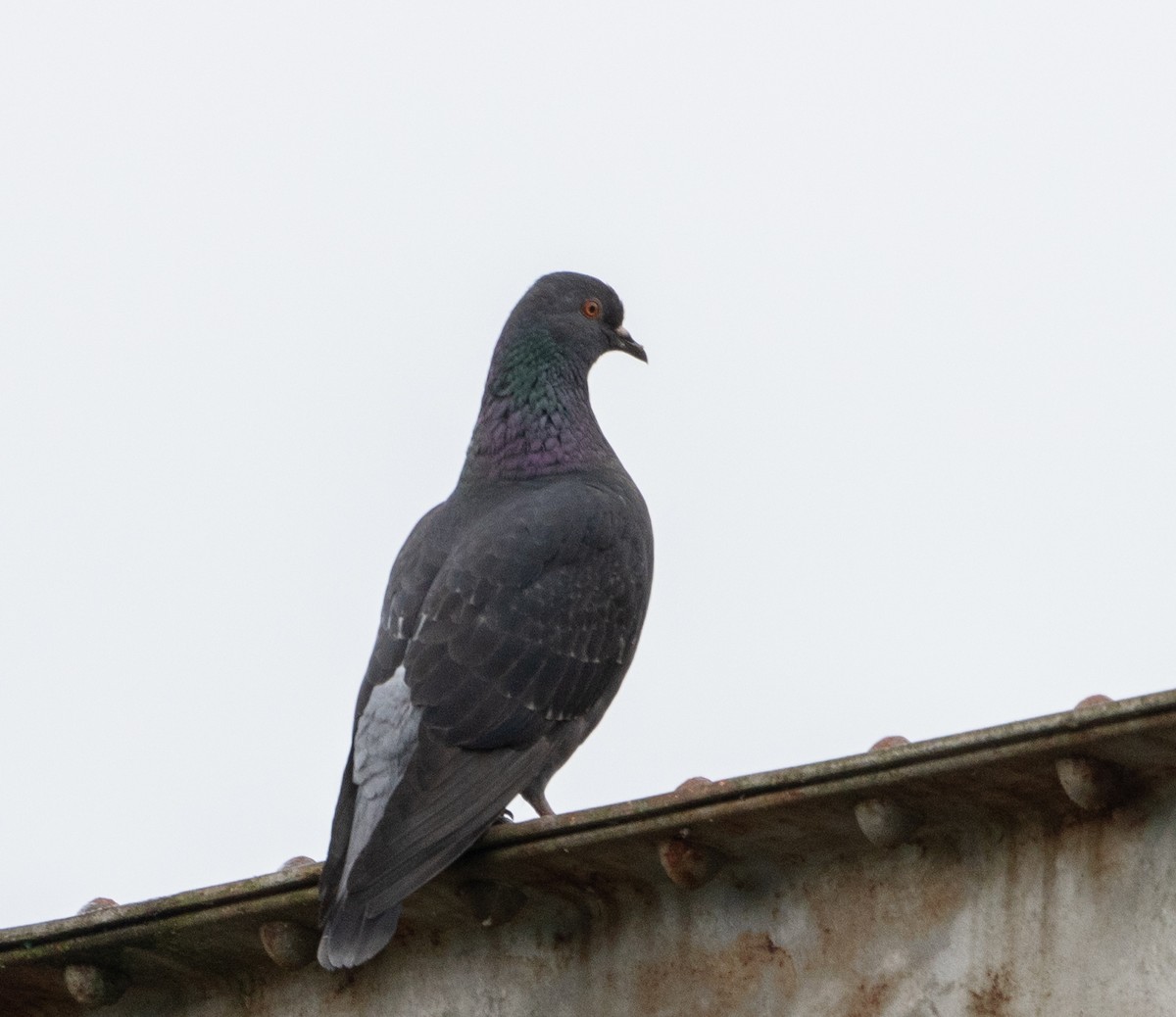 Pigeon biset (forme domestique) - ML619984973