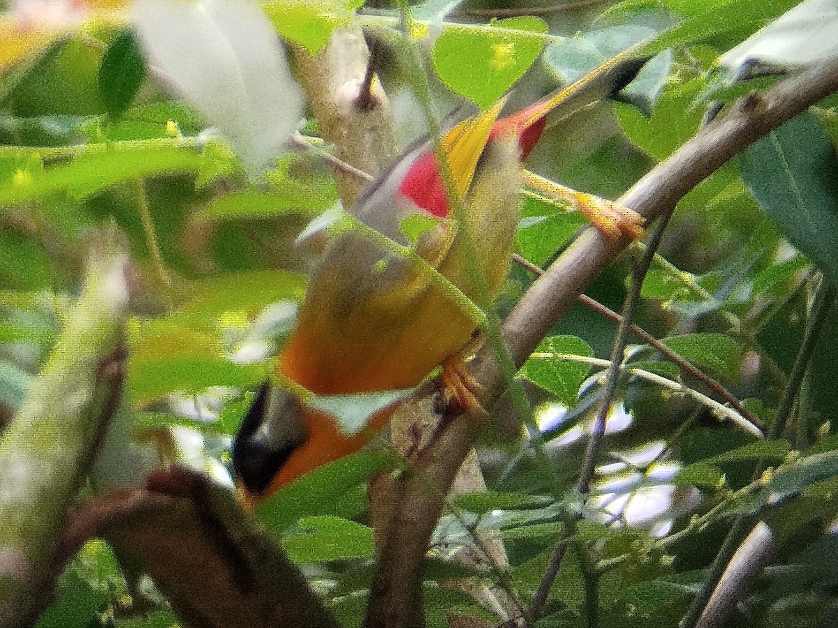 Silver-eared Mesia - ML619984978