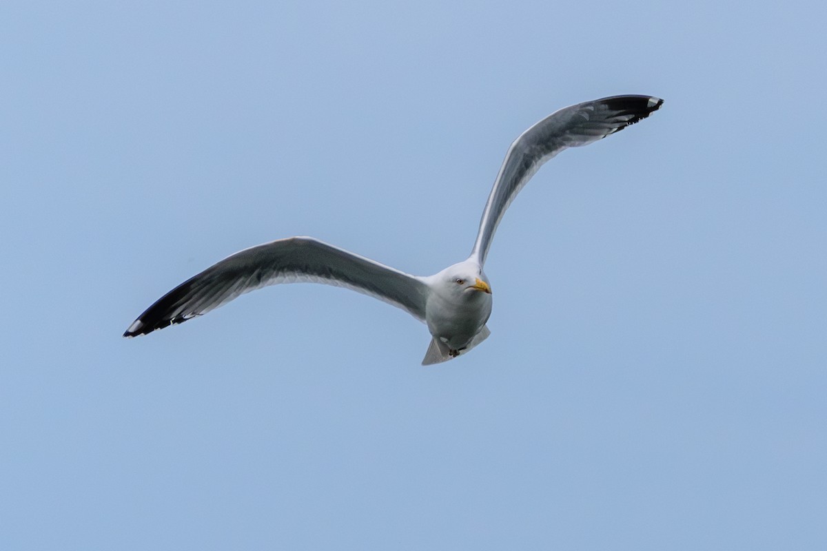 Gaviota Argéntea - ML619984979