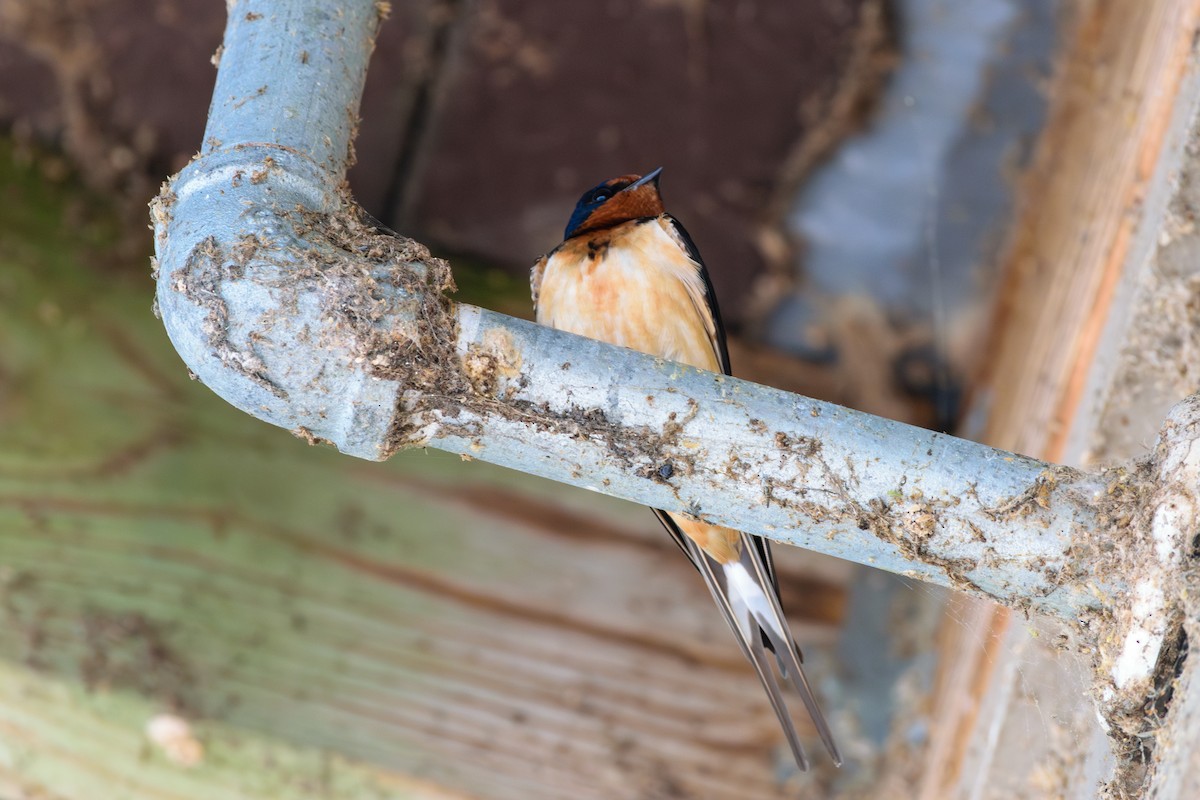 Barn Swallow - ML619984981