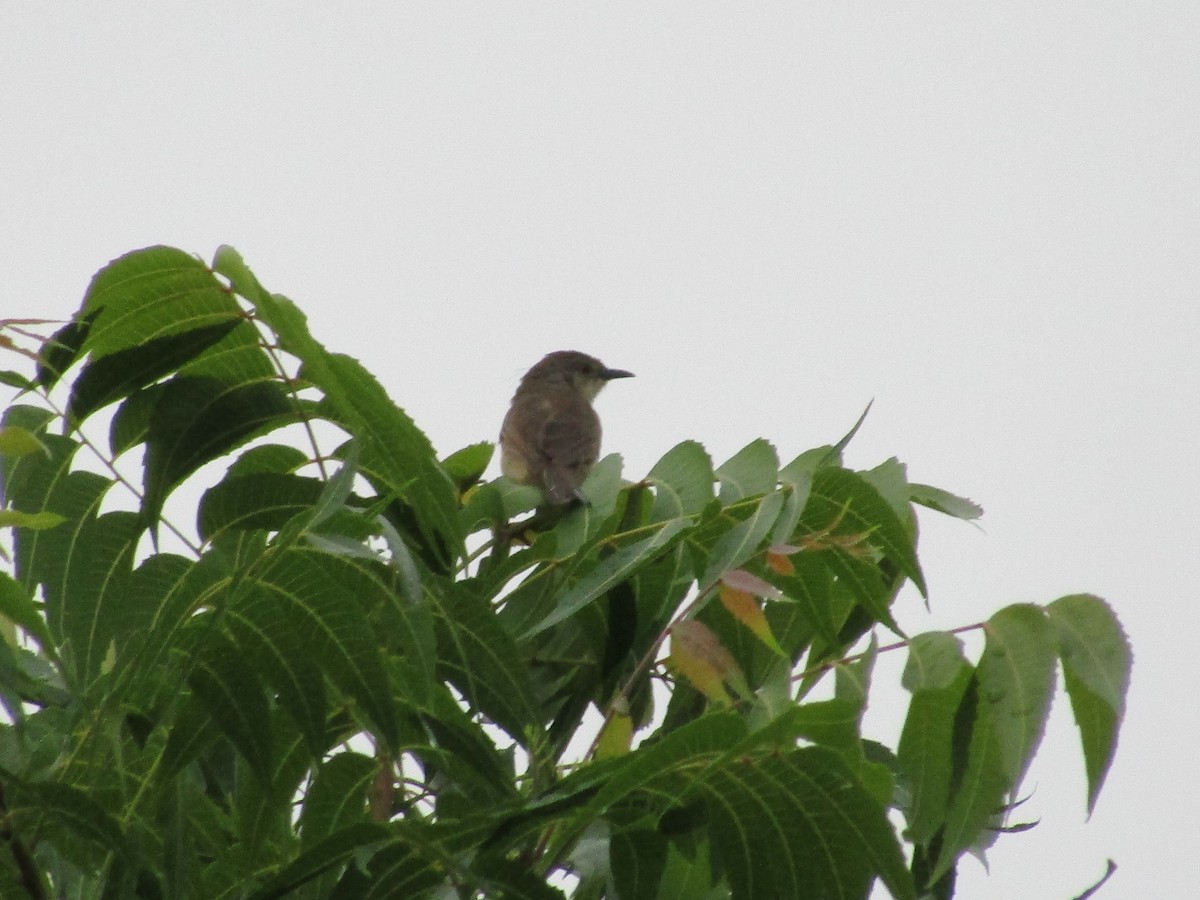 Prinia Selvática - ML619984982