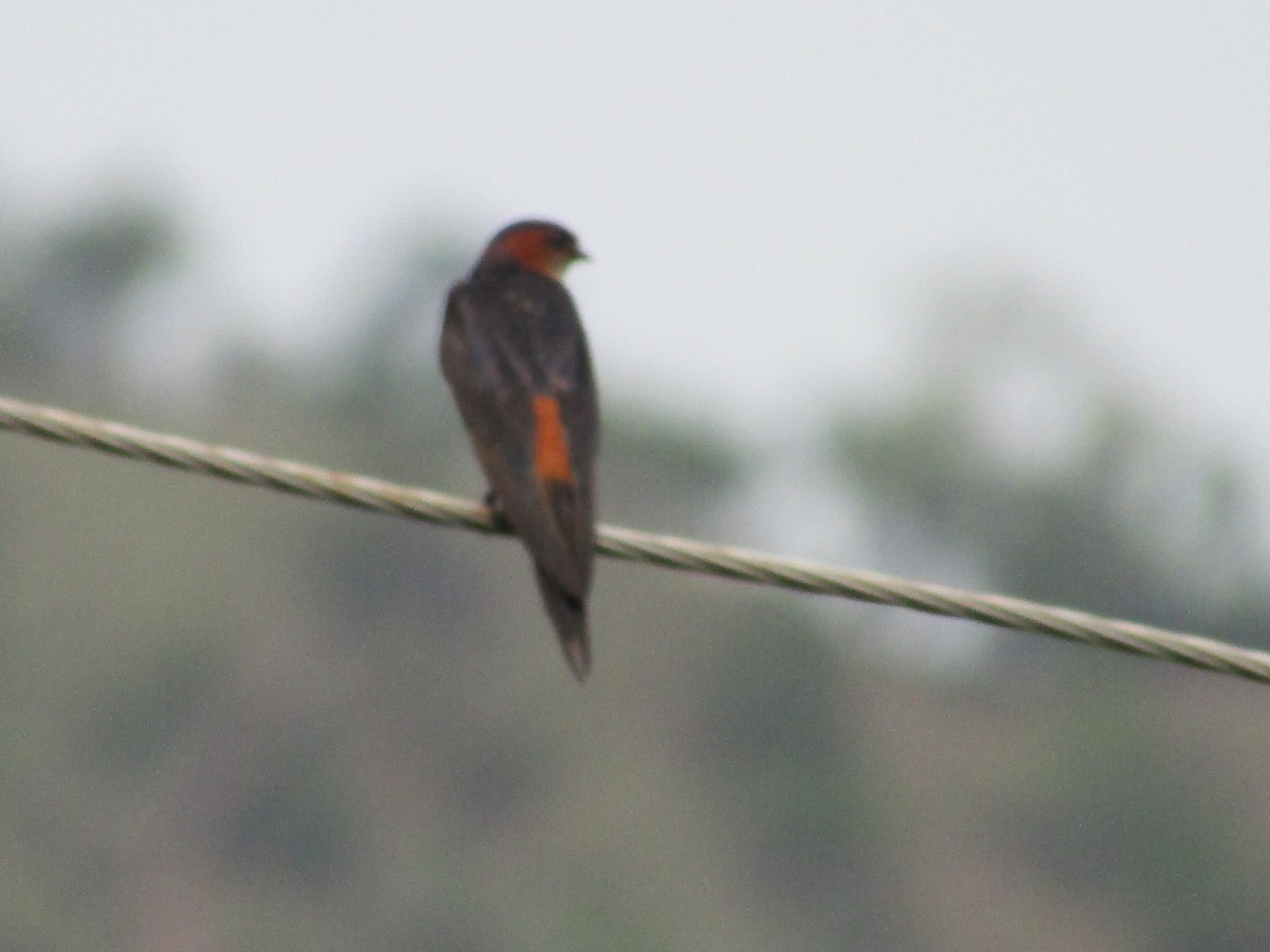 Red-rumped Swallow - ML619984991