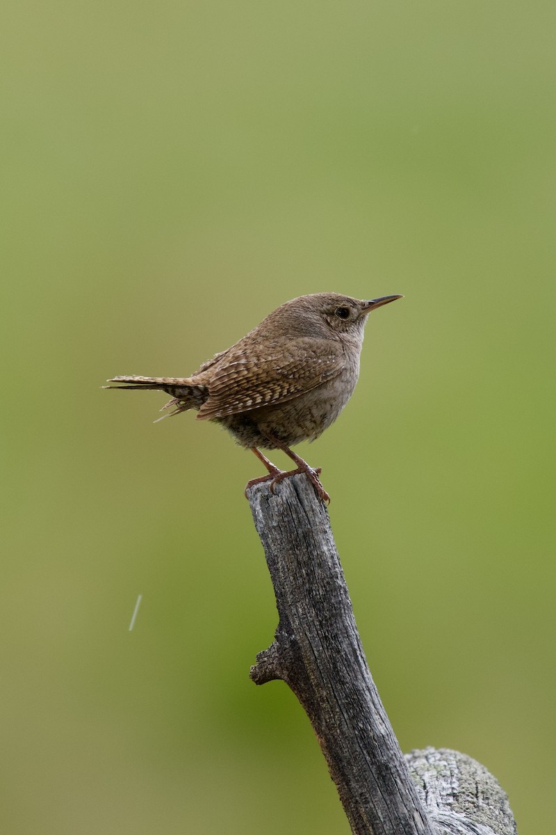 House Wren - Félix Cloutier