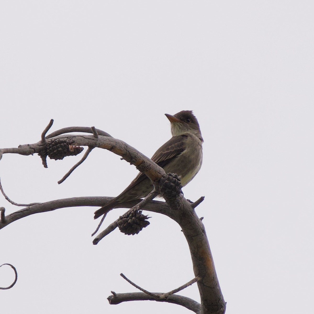 Olive-sided Flycatcher - ML619984994