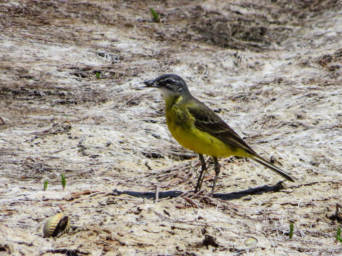 Western Yellow Wagtail - ML619984995