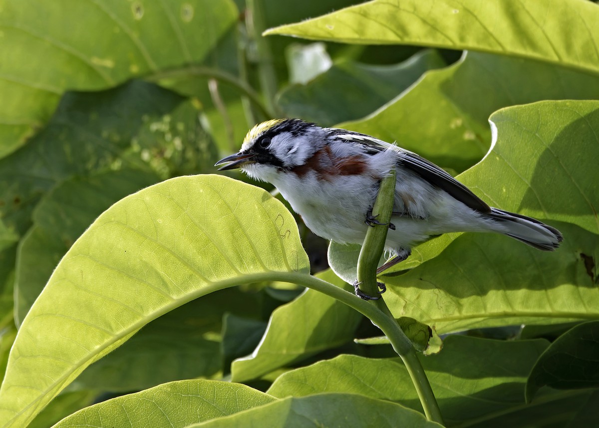 Chestnut-sided Warbler - ML619985000