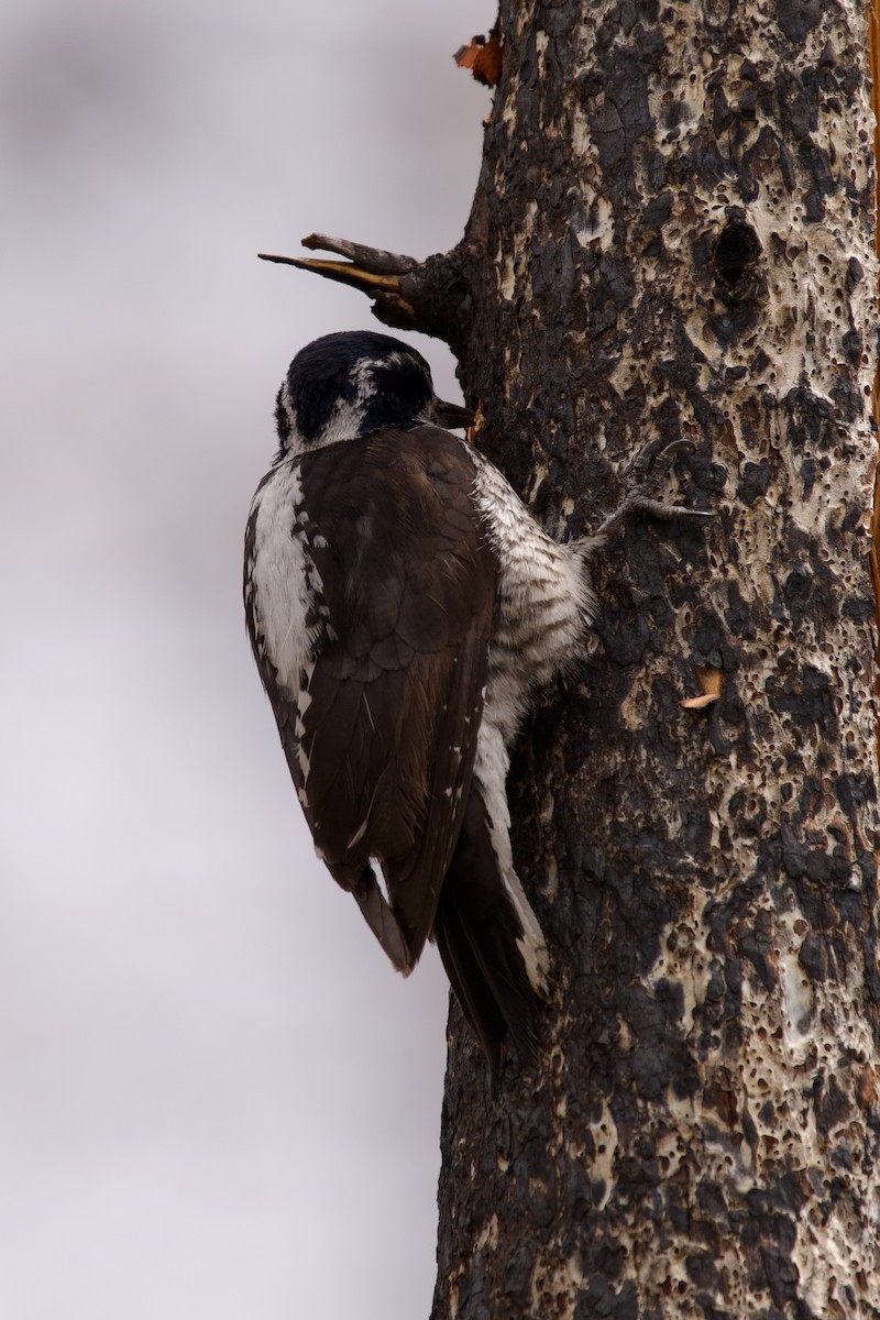 American Three-toed Woodpecker - ML619985006