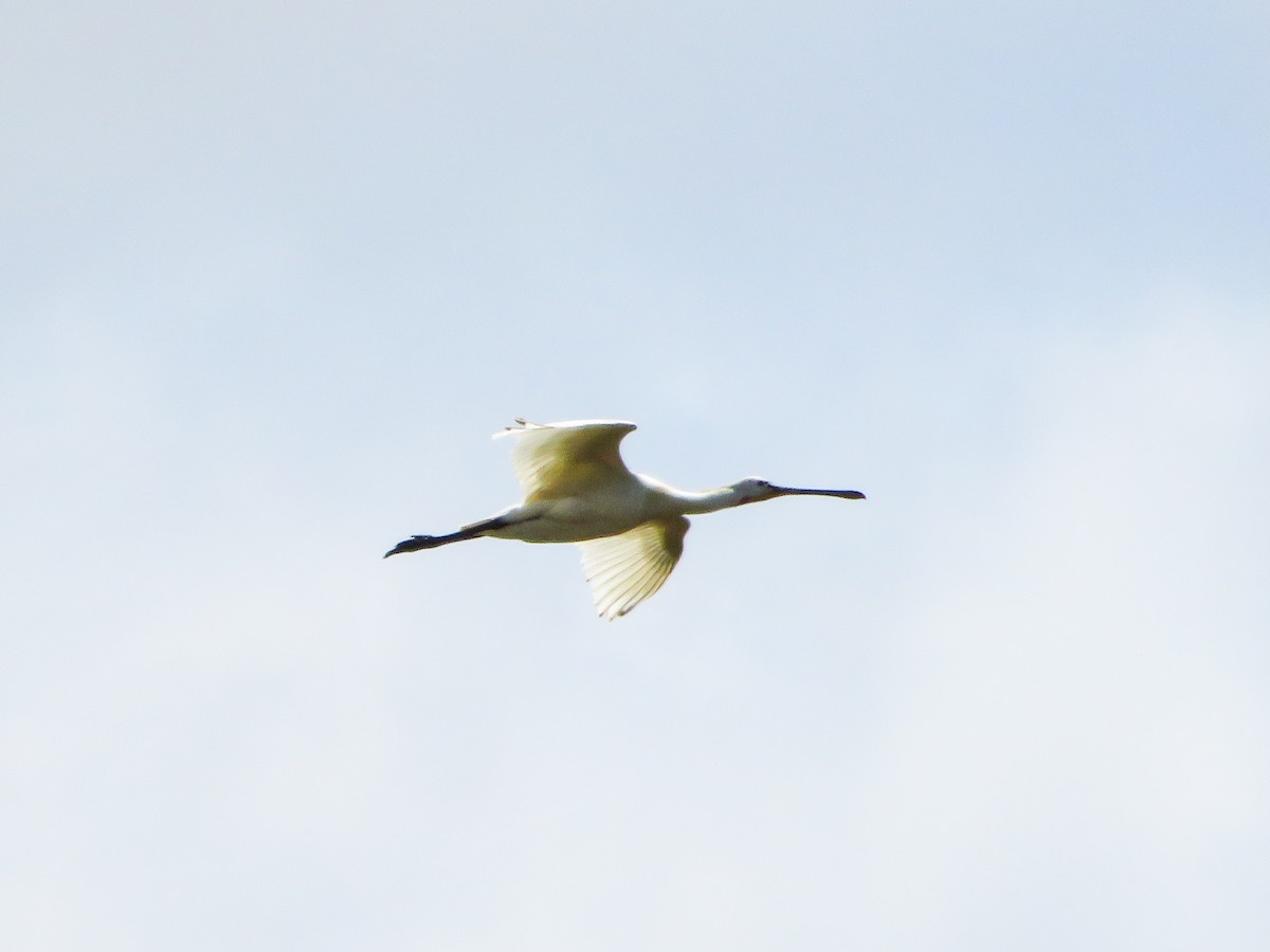 Eurasian Spoonbill - ML619985011