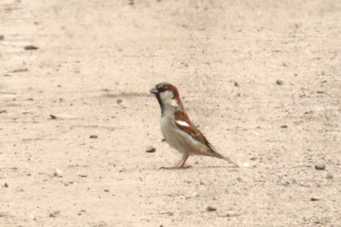 House Sparrow - ML619985012