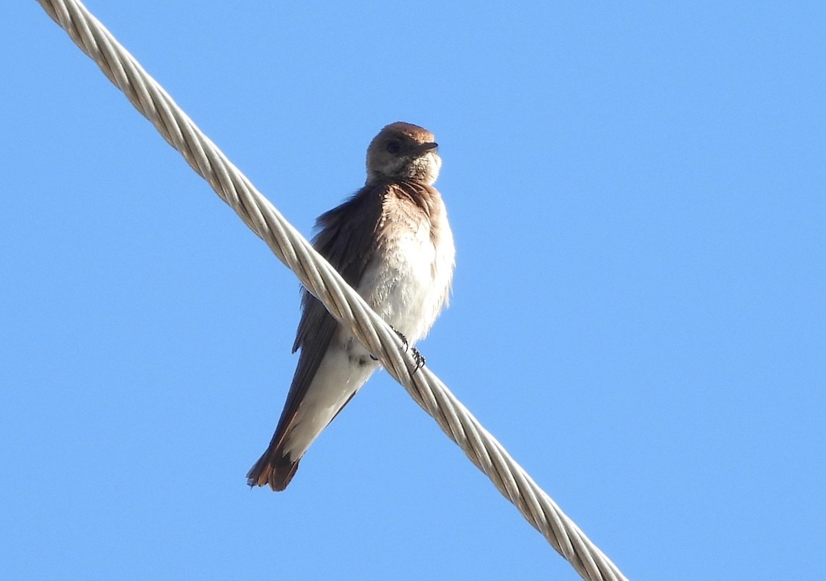 Northern Rough-winged Swallow - ML619985022