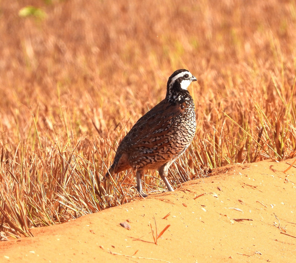 Northern Bobwhite - ML619985035