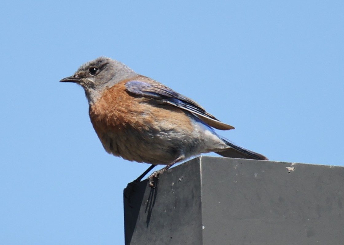 Western Bluebird - ML619985038