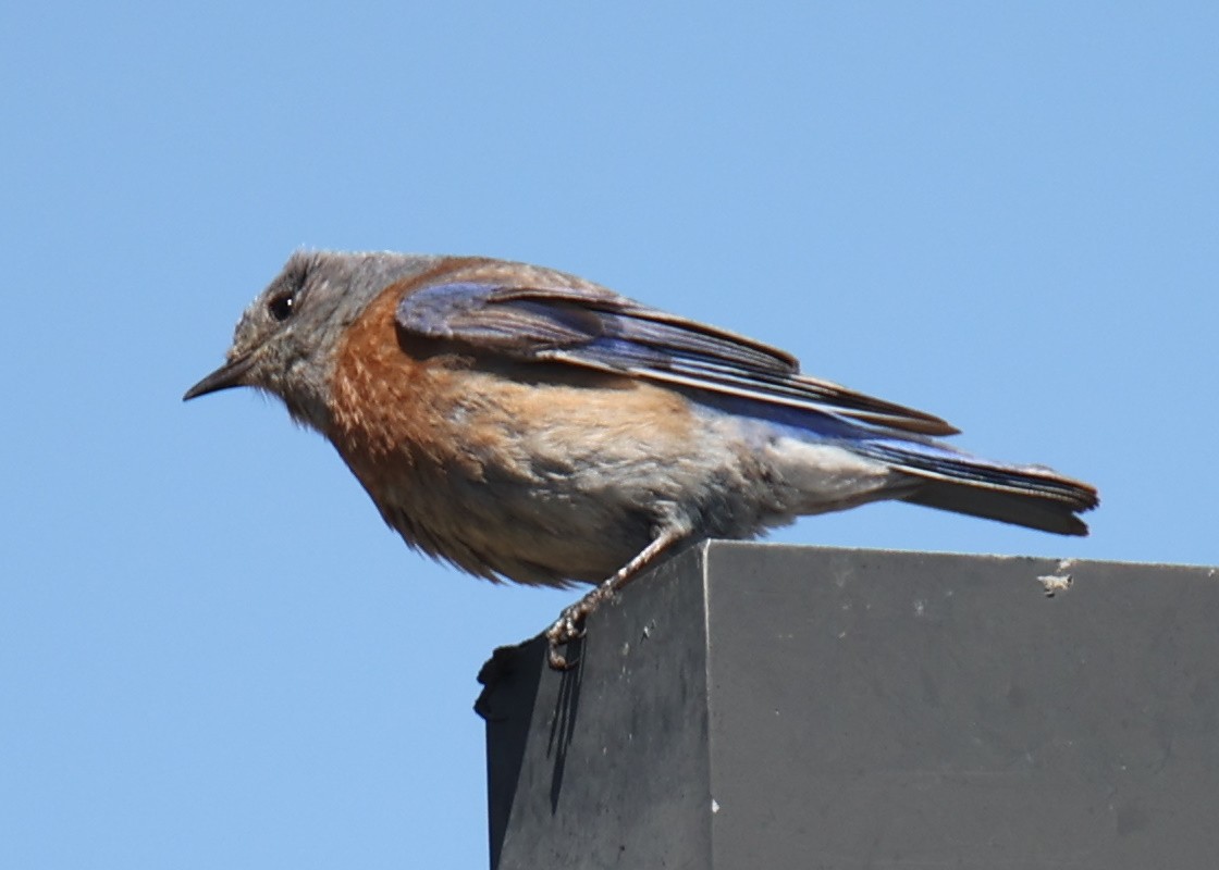 Western Bluebird - ML619985039