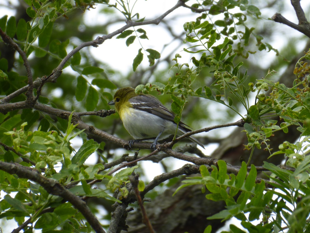 Yellow-throated Vireo - ML619985041