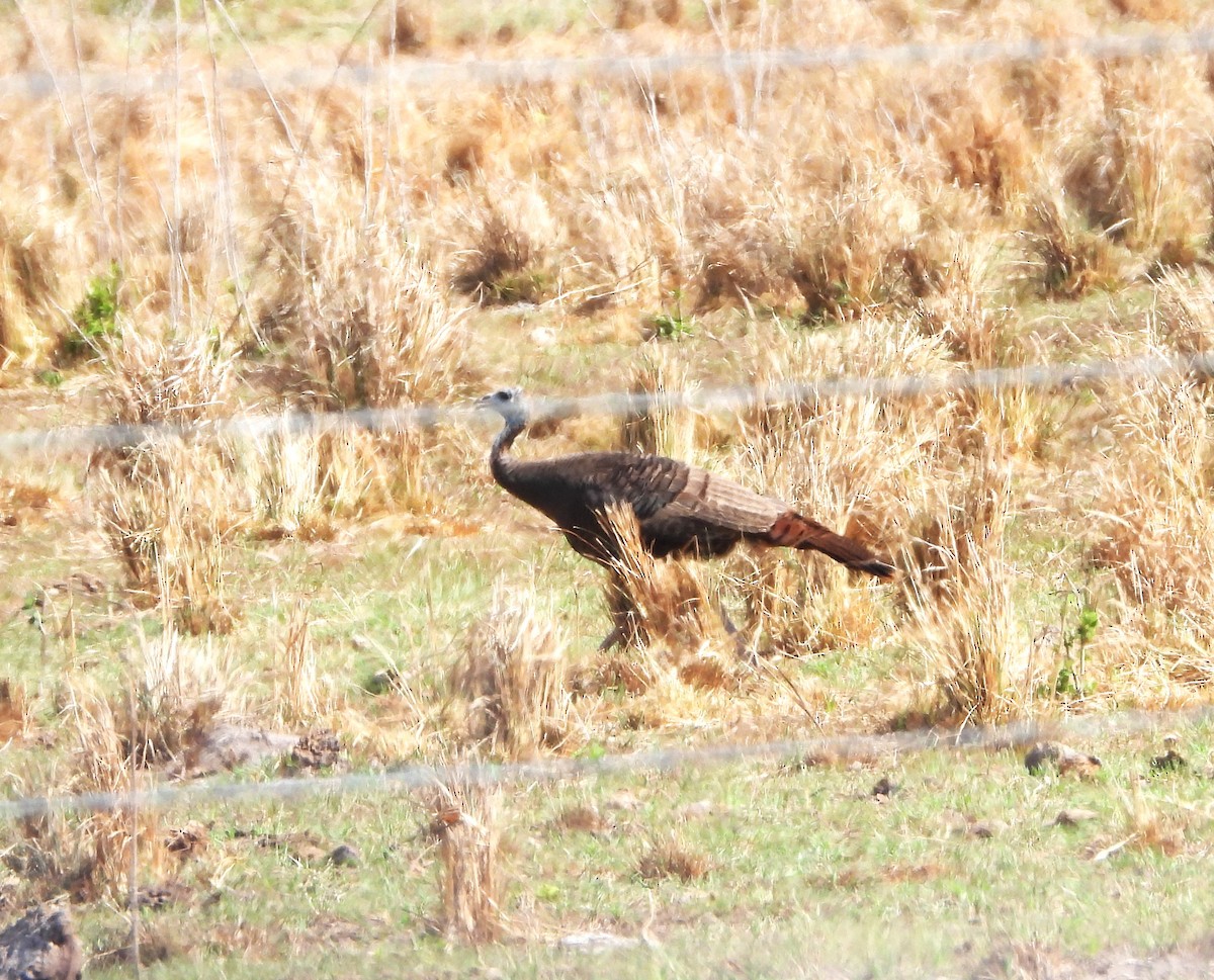 Guajolote Gallipavo - ML619985042