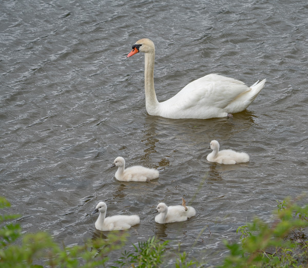 Cygne tuberculé - ML619985054