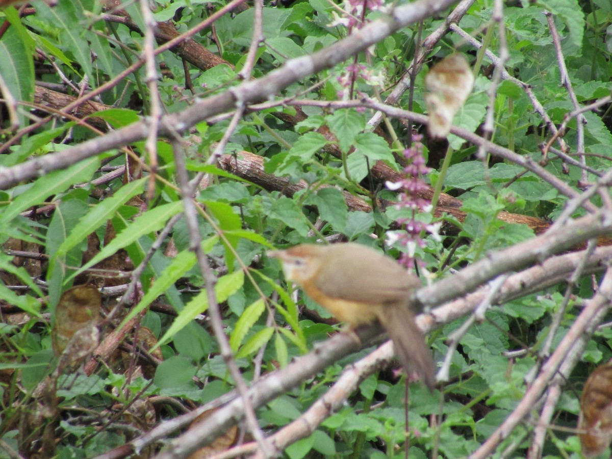 Tawny-bellied Babbler - ML619985056