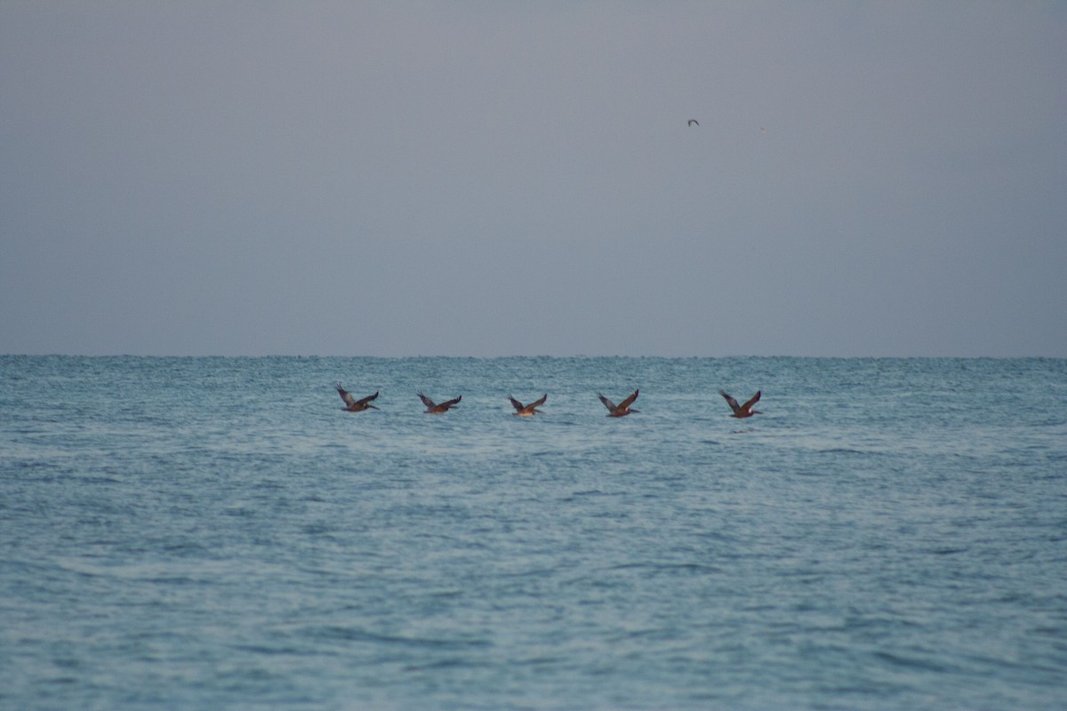 Brown Pelican (Atlantic) - ML619985061